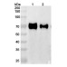 Anti-Human GFRAL Reference Antibody (NGM120)
