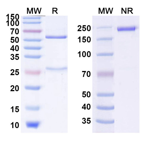 Anti-Human GHR Reference Antibody (DR10112) Anti-Human GHR Reference Antibody (DR10112)