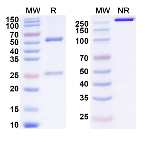Anti-Human GP88/GRN Reference Antibody (AG1) Anti-Human GP88/GRN Reference Antibody (AG1)