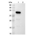Anti-Human HAMP/Hepcidin Reference Antibody (LY2787106)