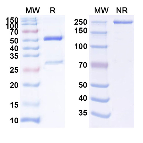 Anti-Human IFNAR1 Reference Antibody (QX 006N)