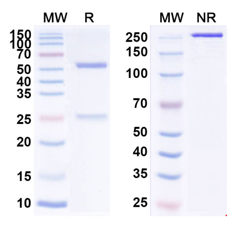 Anti-Human IGHE Reference Antibody (FB825) Anti-Human IGHE Reference Antibody (FB825)
