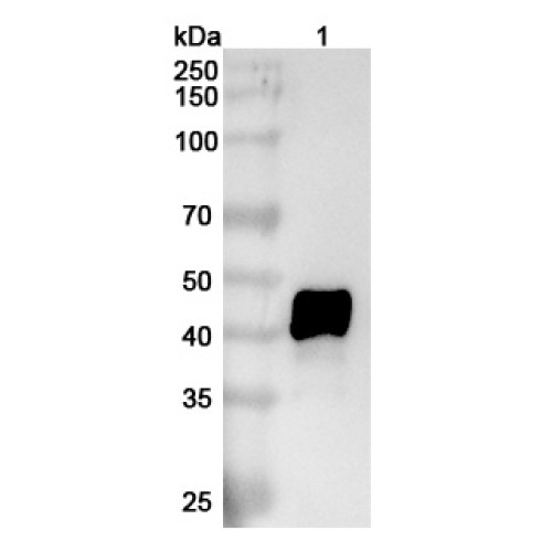 Anti-Human IL11RA Reference Antibody (X209) Anti-Human IL11RA Reference Antibody (X209)