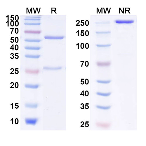Anti-Human IL13 Reference Antibody (CNTO 607) Anti-Human IL13 Reference Antibody (CNTO 607)