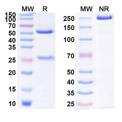 Anti-Human IL1RAP Reference Antibody (CSC012) Anti-Human IL1RAP Reference Antibody (CSC012)