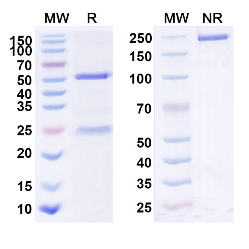 Anti-Human IL23A/IL-23p19 Reference Antibody (MP196)