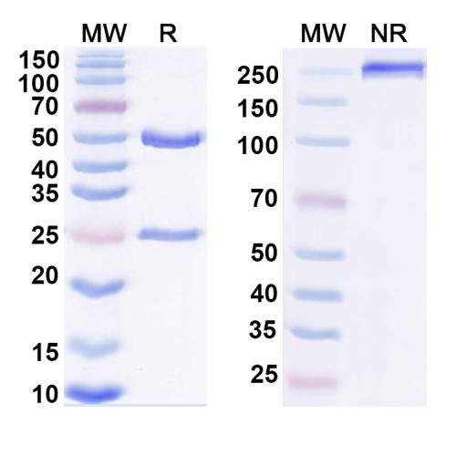 Anti-Human IL27 Reference Antibody (SRF388) Anti-Human IL27 Reference Antibody (SRF388)
