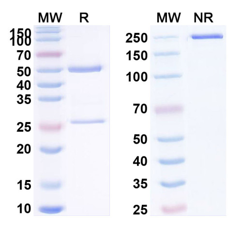 Anti-Human MASP2 Reference Antibody (CM338) Anti-Human MASP2 Reference Antibody (CM338)