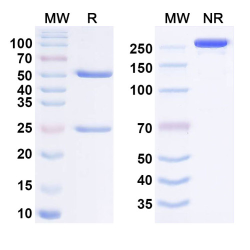 Anti-Human NPR1/NPR-A Reference Antibody (REGN5381)