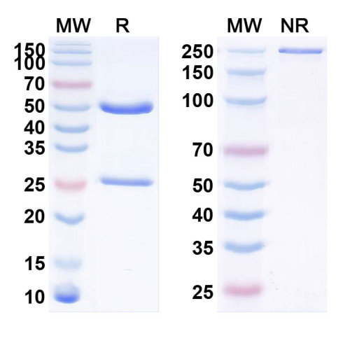 Anti-Human PRAME Reference Antibody (GSK 2302032A) Anti-Human PRAME Reference Antibody (GSK 2302032A)