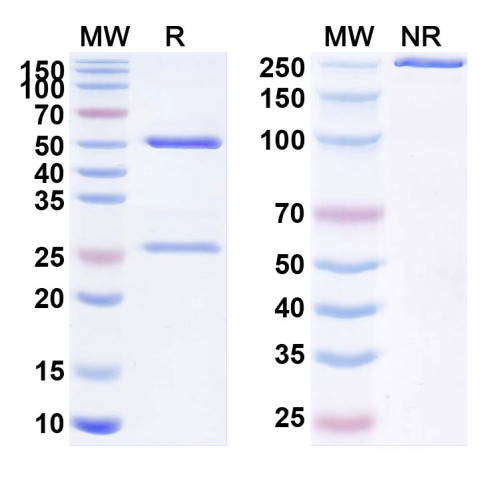 Anti-Human PRLR Reference Antibody (REGN2878-DM1) Anti-Human PRLR Reference Antibody (REGN2878-DM1)