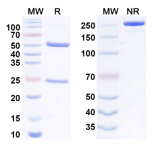 Anti-Human SIGLEC8/SAF-2 Reference Antibody (1H10) Anti-Human SIGLEC8/SAF-2 Reference Antibody (1H10)