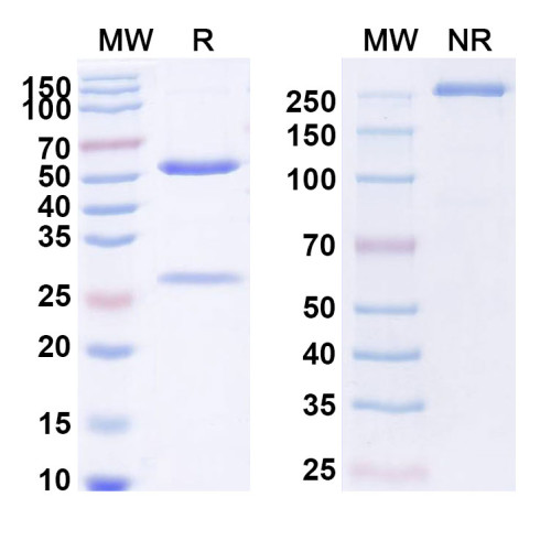 Anti-Human TDGF1/CRIPTO Reference Antibody (BIIB015) Anti-Human TDGF1/CRIPTO Reference Antibody (BIIB015)