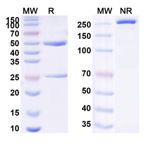 Anti-Human TFPI Reference Antibody (MG1113A)
