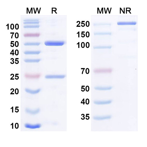 Anti-Human TGFB1/TGF-beta-1 Reference Antibody (NIS793) Anti-Human TGFB1/TGF-beta-1 Reference Antibody (NIS793)