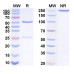 Anti-Human TGFB1/TGF-beta-1 Reference Antibody (SRK-181)