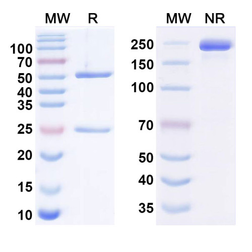 Anti-Human TM4SF1/M3S1 Reference Antibody (hAGX-A07H2L5) Anti-Human TM4SF1/M3S1 Reference Antibody (hAGX-A07H2L5)