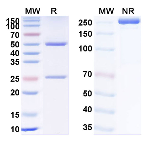 Anti-Human TNFa/TNF-alpha Reference Antibody (DLX105) Anti-Human TNFa/TNF-alpha Reference Antibody (DLX105)