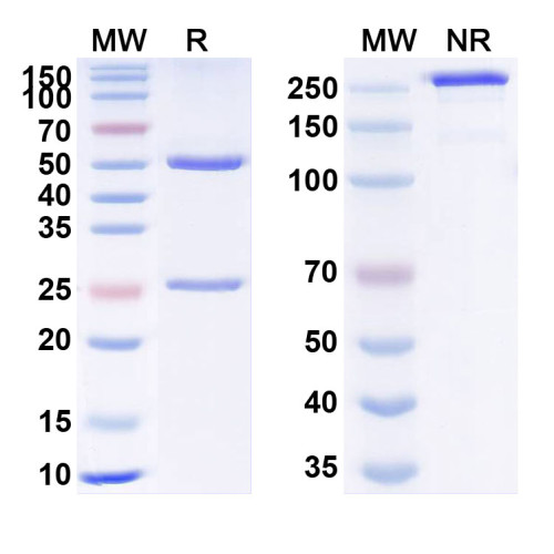 Anti-Human VEGFA Reference Antibody (GP2019) Anti-Human VEGFA Reference Antibody (GP2019)