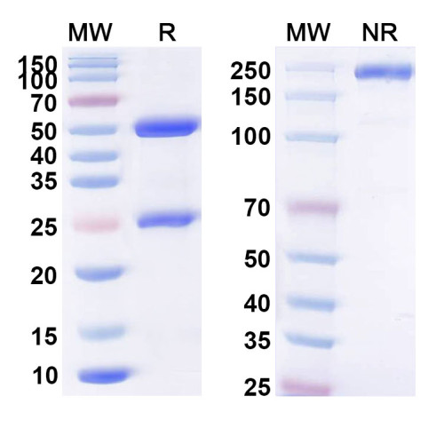 Anti-Human VTCN1/B7-H4 Reference Antibody (AZD8205)