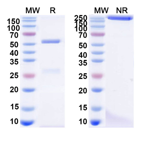 Anti-REBOV/SEBOV/TAFV/ZEBOV GP/Envelope glycoprotein Reference Antibody (ADI-15878) Anti-REBOV/SEBOV/TAFV/ZEBOV GP/Envelope glycoprotein Reference Antibody (ADI-15878)