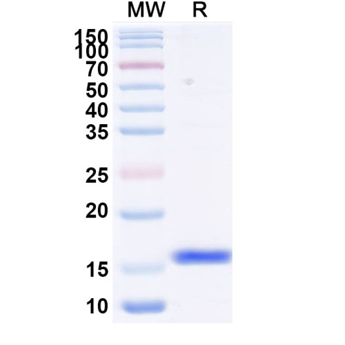Anti-RSV F/Fusion glycoprotein F0 Reference Antibody (F4) Anti-RSV F/Fusion glycoprotein F0 Reference Antibody (F4)