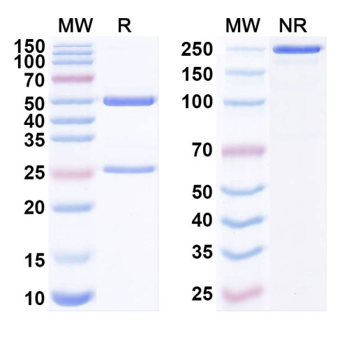 Anti-SARS-CoV-2 RBD Reference Antibody (B38) Anti-SARS-CoV-2 RBD Reference Antibody (B38)
