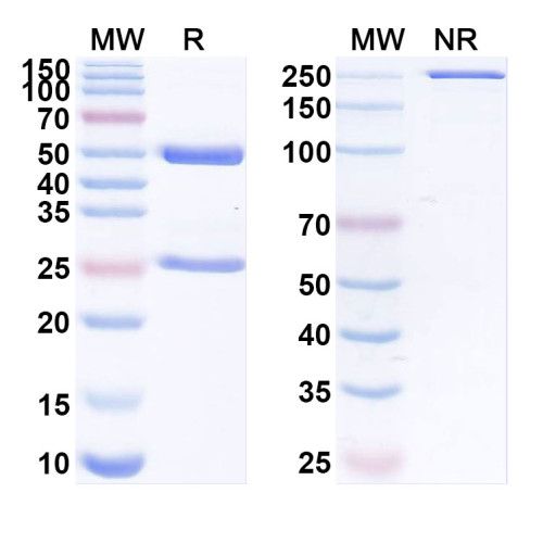 Anti-SARS-CoV-2 RBD Reference Antibody (CR3022)