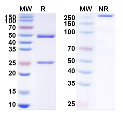 Anti-SARS-CoV-2 S protein Reference Antibody (47D11)