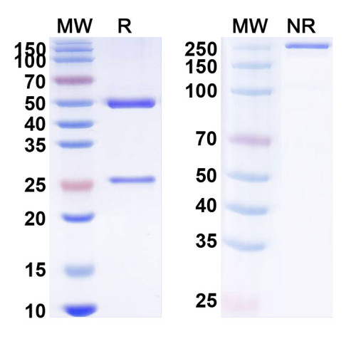 Anti-SARS-CoV-2 S protein Reference Antibody (STI-1499/COVI-SHIELD) Anti-SARS-CoV-2 S protein Reference Antibody (STI-1499/COVI-SHIELD)