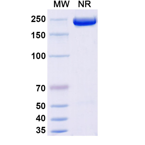 Anti-Human GDF-8/Myostatin Reference Antibody (Apitegromab, RUO)