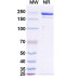 Anti-Human Fucosyl GM1 Reference Antibody (Atigotatug, RUO) Anti-Human Fucosyl GM1 Reference Antibody (Atigotatug, RUO)