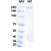 Anti-Human CCR8 Reference Antibody (Azirkitug, RUO) Anti-Human CCR8 Reference Antibody (Azirkitug, RUO)