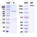 Anti-Human VEGF Reference Antibody (Bd0801, RUO) Anti-Human VEGF Reference Antibody (Bd0801, RUO)