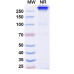 Anti-Human EGFR/ERBB1/HER1 & c-MET Bispecific Reference Antibody (Bafisontamab, RUO) Anti-Human EGFR/ERBB1/HER1 & c-MET Bispecific Reference Antibody (Bafisontamab, RUO)