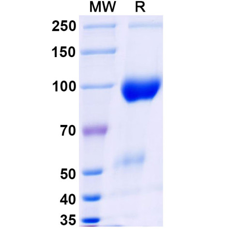 Research Grade Belatacept
