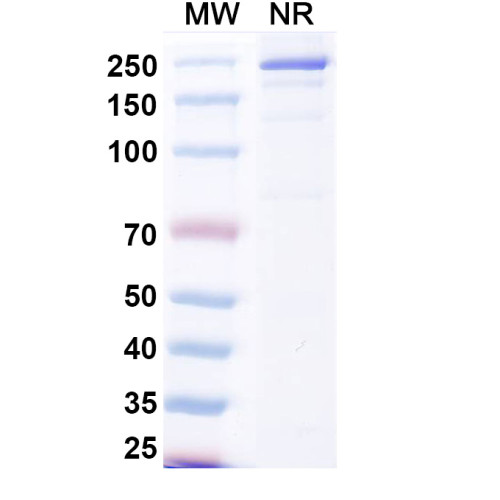 Anti-SARS-CoV-2 RBD Reference Antibody (Beludavimab, RUO) Anti-SARS-CoV-2 RBD Reference Antibody (Beludavimab, RUO)