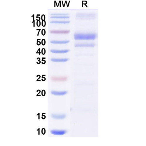 Research Grade Berahyaluronidase Alfa Research Grade Berahyaluronidase Alfa