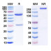 Anti-Human CEACAM‑8/CD66b Reference Antibody (Besilesomab, RUO)