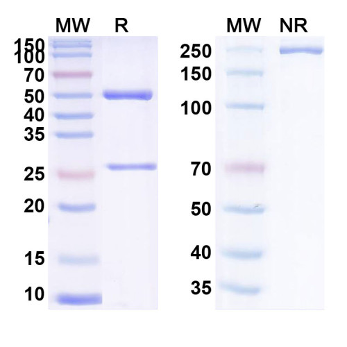 Anti-Human CD20 Reference Antibody (Blontuvetmab, RUO)