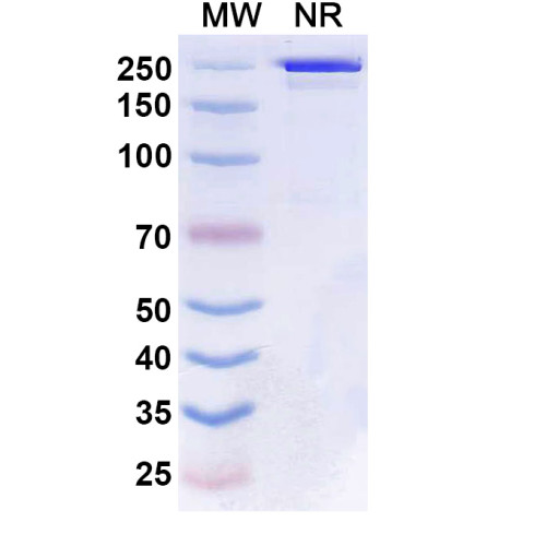 Anti-Human CD27/TNFRSF7 Reference Antibody (Boserolimab, RUO) Anti-Human CD27/TNFRSF7 Reference Antibody (Boserolimab, RUO)
