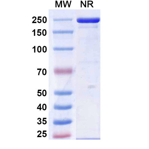 Research Grade Calpurbatug Research Grade Calpurbatug