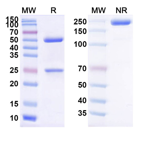 Anti-Human CD40/TNFRSF5 Reference Antibody (Cifurtilimab, RUO)
