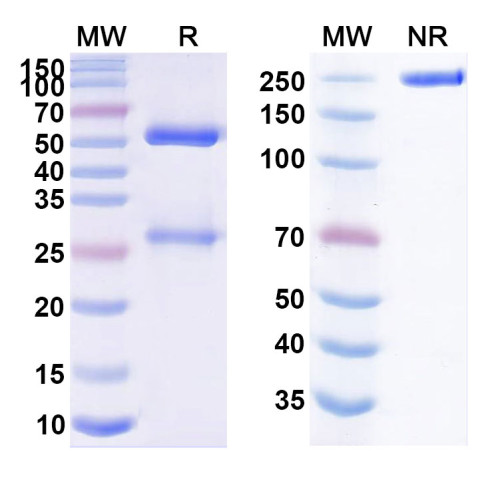 Anti-Human ErbB2/Her2 Reference Antibody (Coprelotamab, RUO) Anti-Human ErbB2/Her2 Reference Antibody (Coprelotamab, RUO)