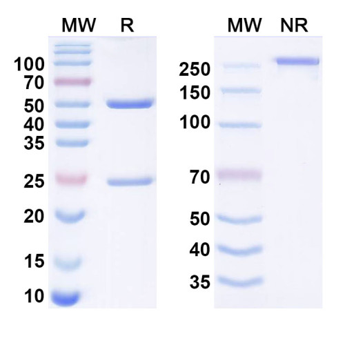 Anti-Human PD-L1/B7-H1 Reference Antibody (Cosibelimab, RUO) Anti-Human PD-L1/B7-H1 Reference Antibody (Cosibelimab, RUO)