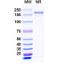 Anti-SARS-CoV-2 RBD Reference Antibody (Crexavibart, RUO)