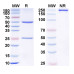 Anti-Human P-Selectin/CD62P Reference Antibody (Crizanlizumab, RUO)