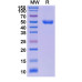 Research Grade Dalantercept Research Grade Dalantercept