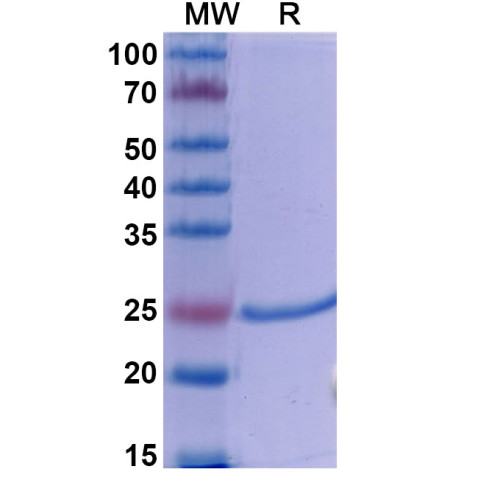 Anti-Human CD40 Ligand/TNFSF5 Reference Antibody (Dapirolizumab, RUO)