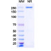 Anti-Human CCR8 Reference Antibody (Denikitug, RUO) Anti-Human CCR8 Reference Antibody (Denikitug, RUO)